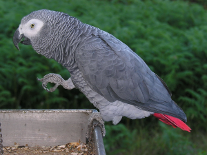 african-grey-parrot